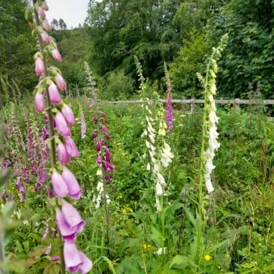 6 Acres - 20240609 152035